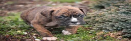 Boxer dogs for sale: Jones - Ad 7