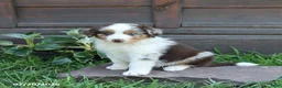 Australian Shepherd dogs for sale: Maple   - Ad 3