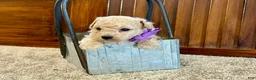 Toy Poodle dogs for sale: Wrigley - Ad 4