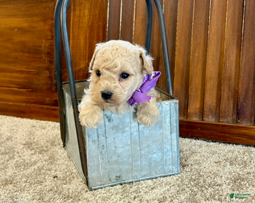 Toy Poodle dogs for sale: Wrigley - Ad 4