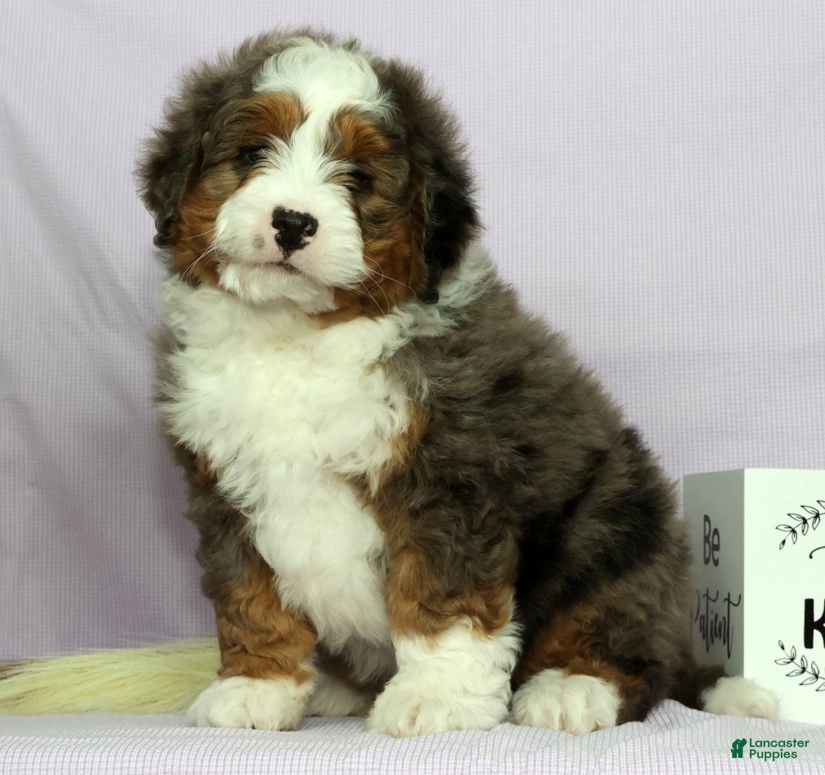 Mini Bernedoodle dogs Luke - Ad 2
