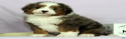 Mini Bernedoodle dogs for sale: Luke - Ad 2