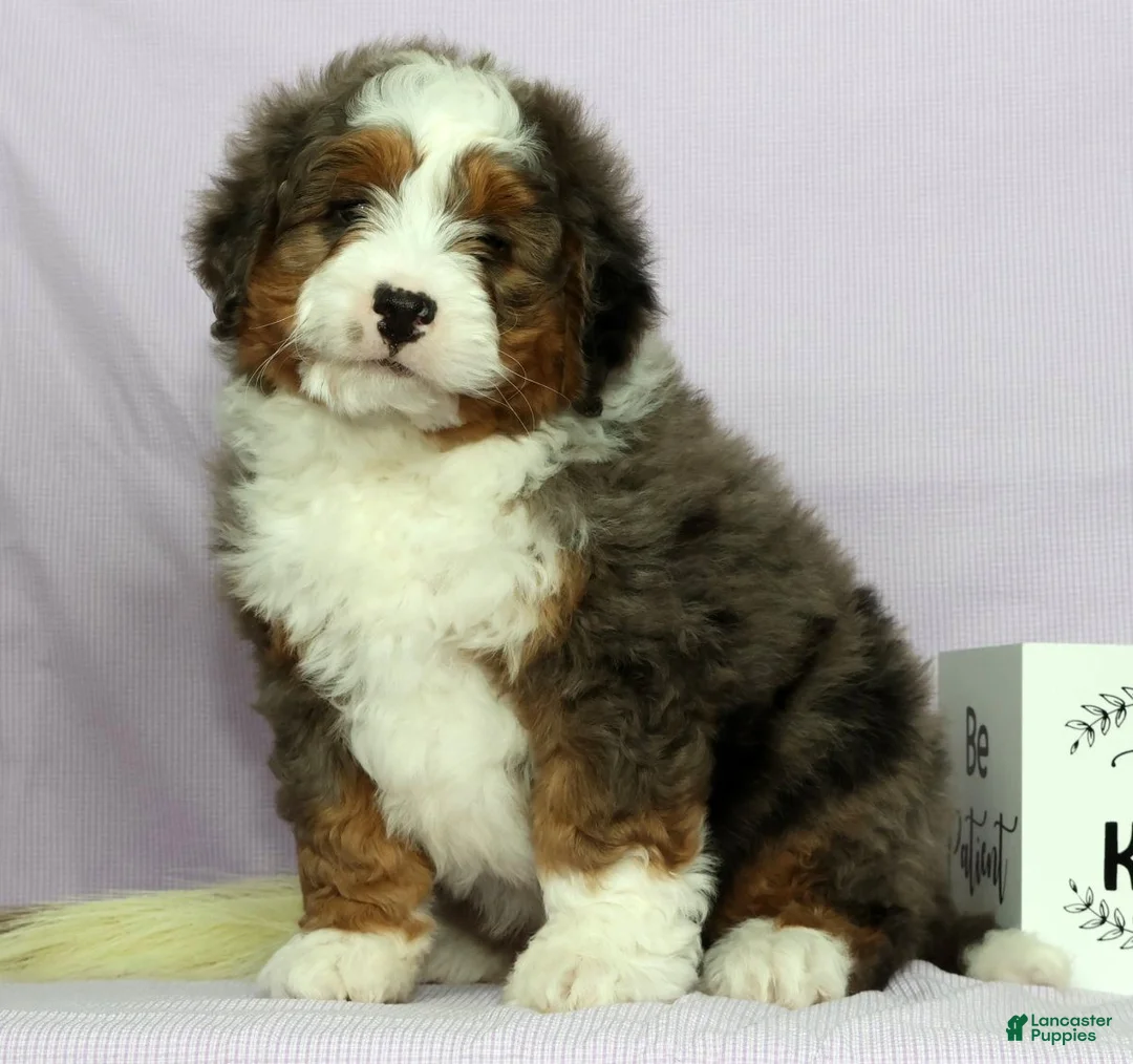 Mini Bernedoodle dogs for sale: Luke - Ad 2