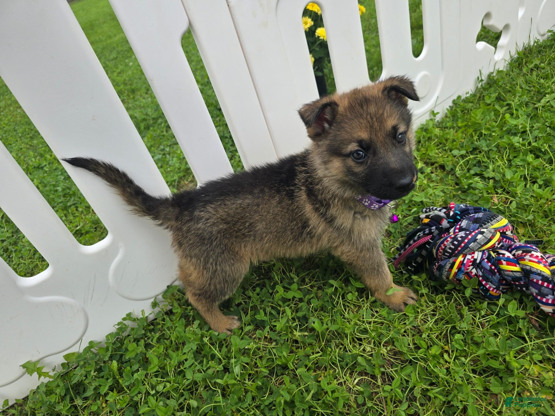 German Shepherd dogs German Shepherd 5 - Ad 9