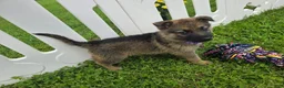 German Shepherd dogs for sale: German Shepherd 5 - Ad 1
