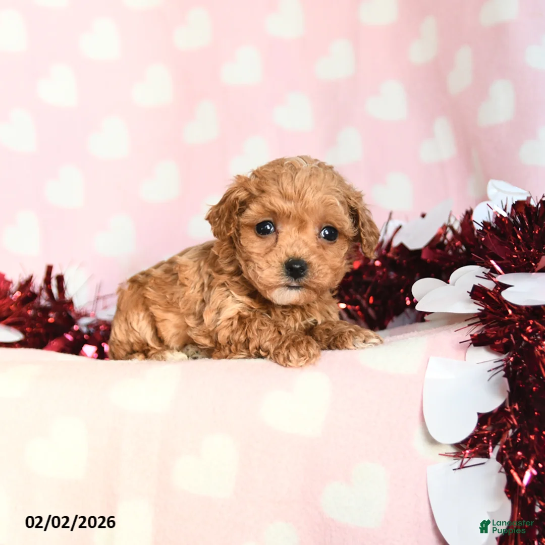 Toy Poodle dogs for sale: Lily - Ad 3
