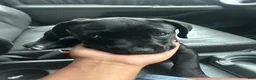 Cane Corso dogs for sale: ZAY AKC Registered, and Champion Bloodlines. - Ad 3