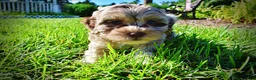 Havapoo dogs for sale: Bambi - Ad 7