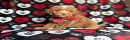Miniature Poodle dogs for sale: Pluto - Ad 3