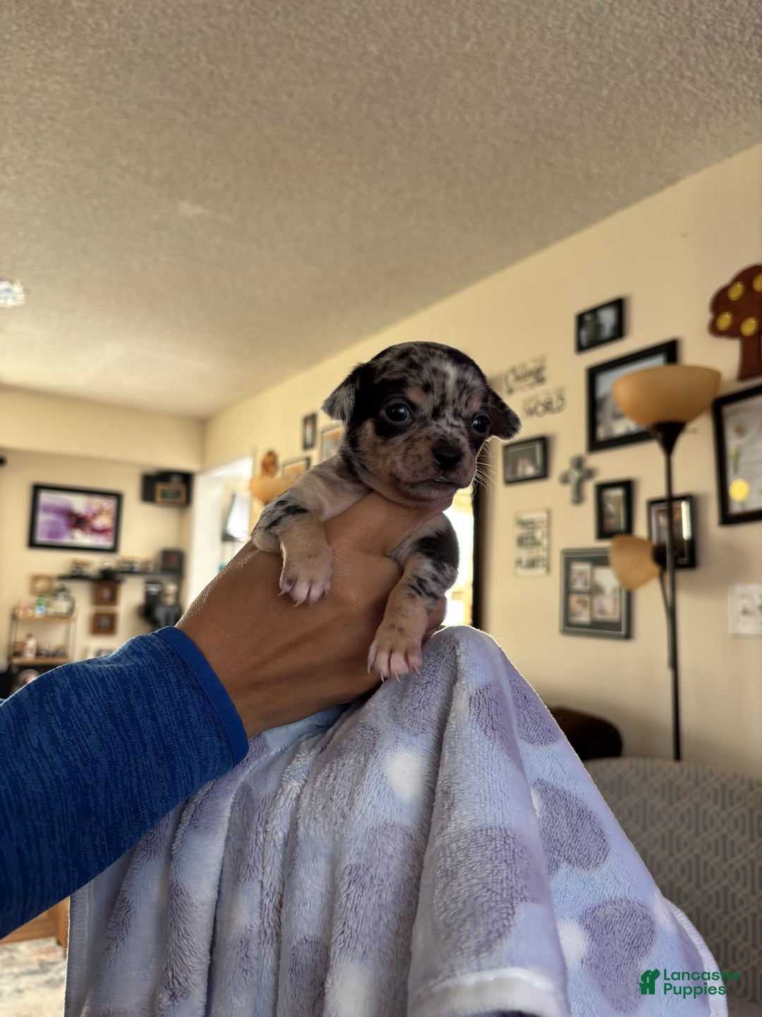 Chihuahua dogs for sale: Chihuahua Puppy Ginger - Ad 4