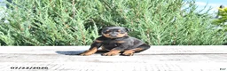 Doberman Pinscher dogs for sale: Bruno - Ad 4