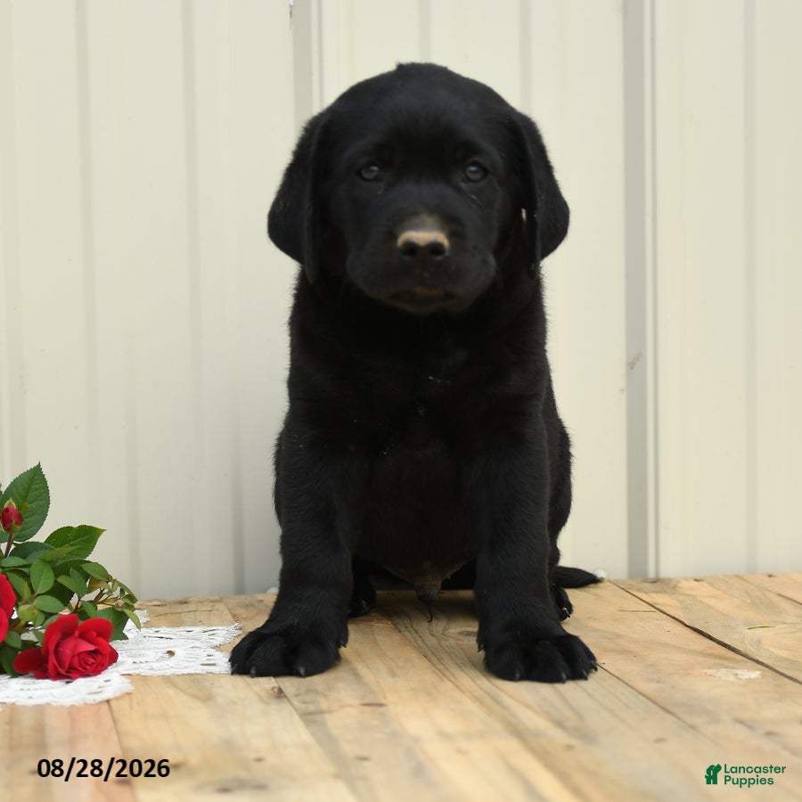 Labrador Retriever dogs Nicky - Ad 2