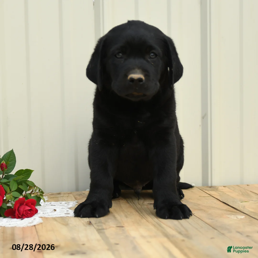 Labrador Retriever dogs for sale: Nicky - Ad 2