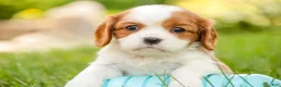 Cavalier King Charles Spaniel dogs for sale: Evie - Ad 5