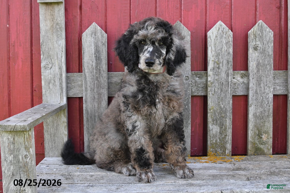 Standard Poodle dogs for sale: Cash - Ad 2