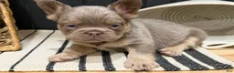 French Bulldog dogs for sale: Bentley - Ad 16