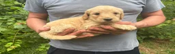 Goldendoodle dogs for sale: Goldendoodle 6 - Ad 4