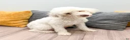 Miniature Poodle dogs for sale: Princess - Ad 7