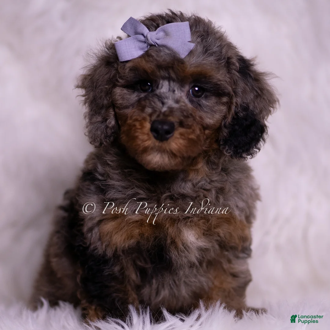 Miniature Poodle dogs for sale: Arianna - Ad 6