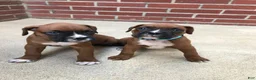 Boxer dogs for sale: Daisy Boxer Puppy 2 - Ad 3