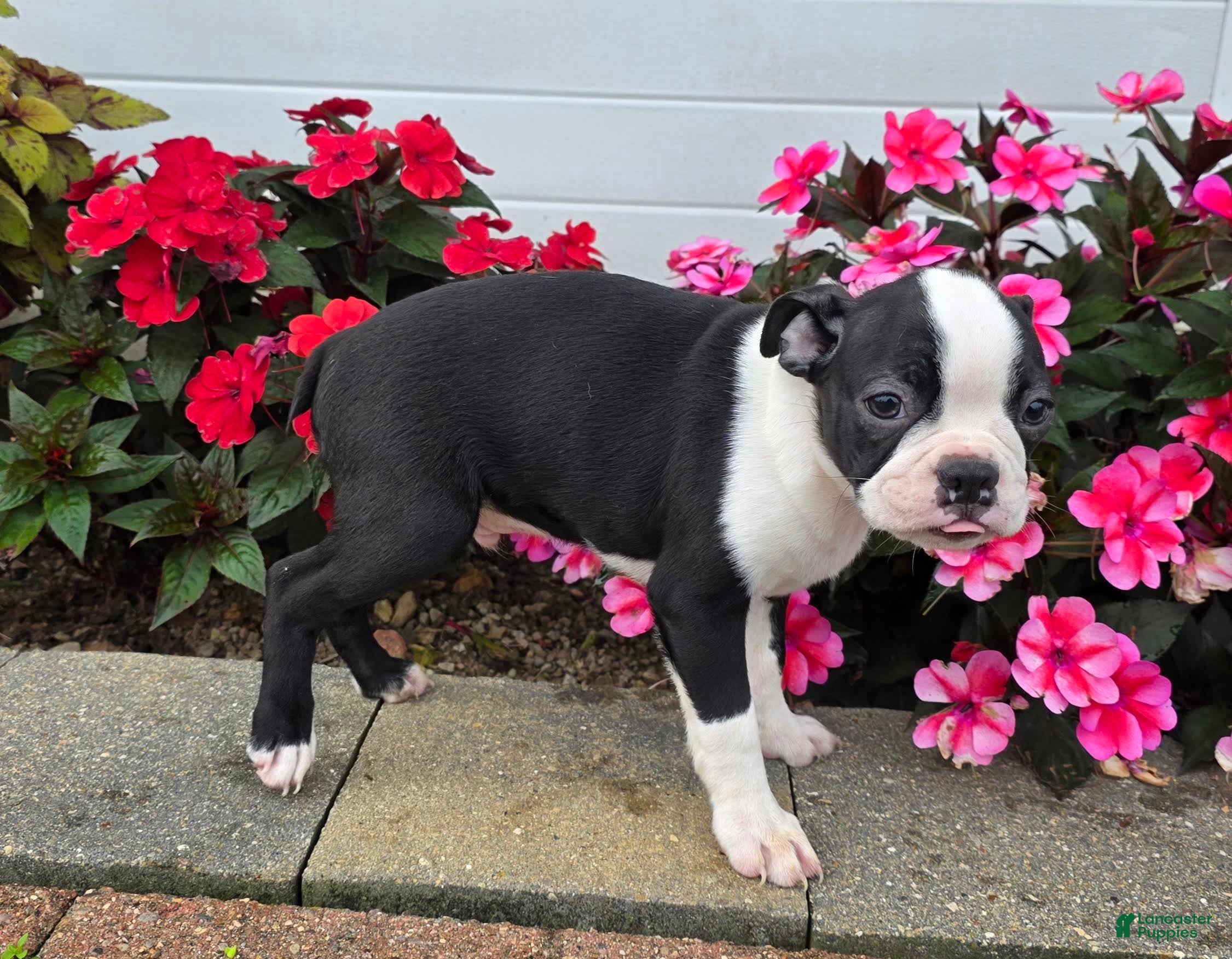 Boston Terrier dogs Jamie Boston Terrier  - Ad 2