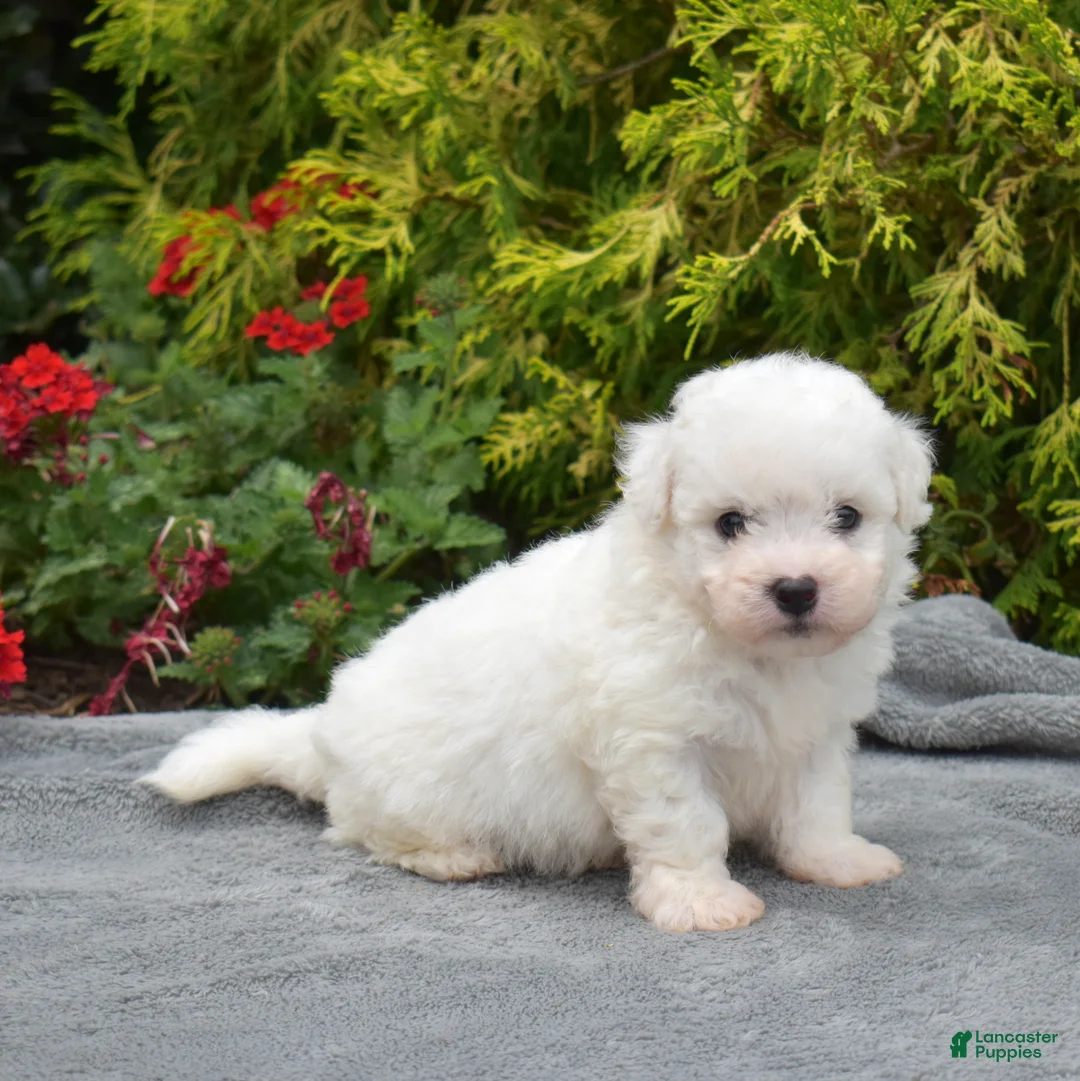 Bichon Frise dogs for sale: Tokyo (tiny) - Ad 6