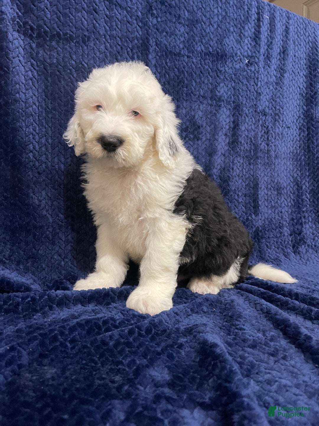 Sheepadoodle dogs for sale: Mickey - Ad 2