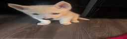 Pomsky dogs for sale: Biscuits  - Ad 19