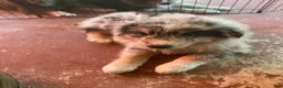 Australian Shepherd dogs for sale: Australian Shepherd 7 - Ad 13