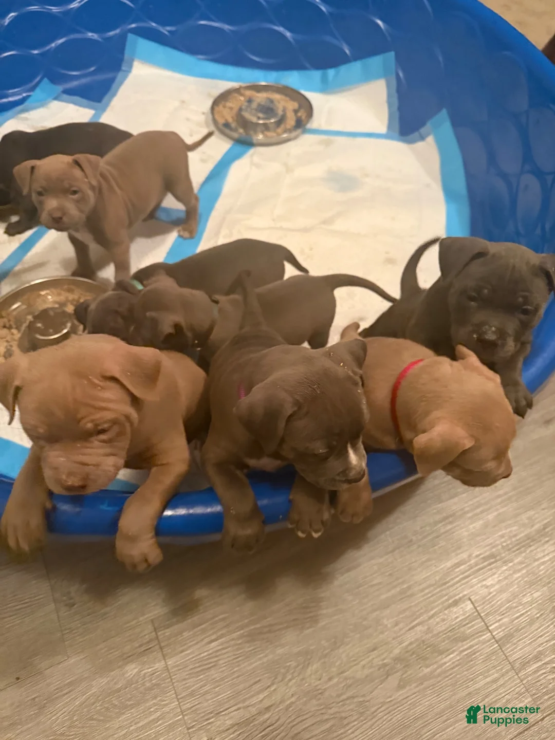 American Bully dogs for sale: American Bully 2 - Ad 2