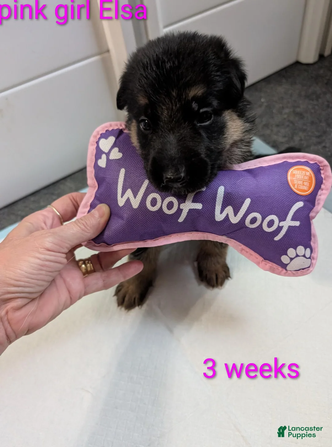 German Shepherd dogs for sale: Elsa - Ad 2