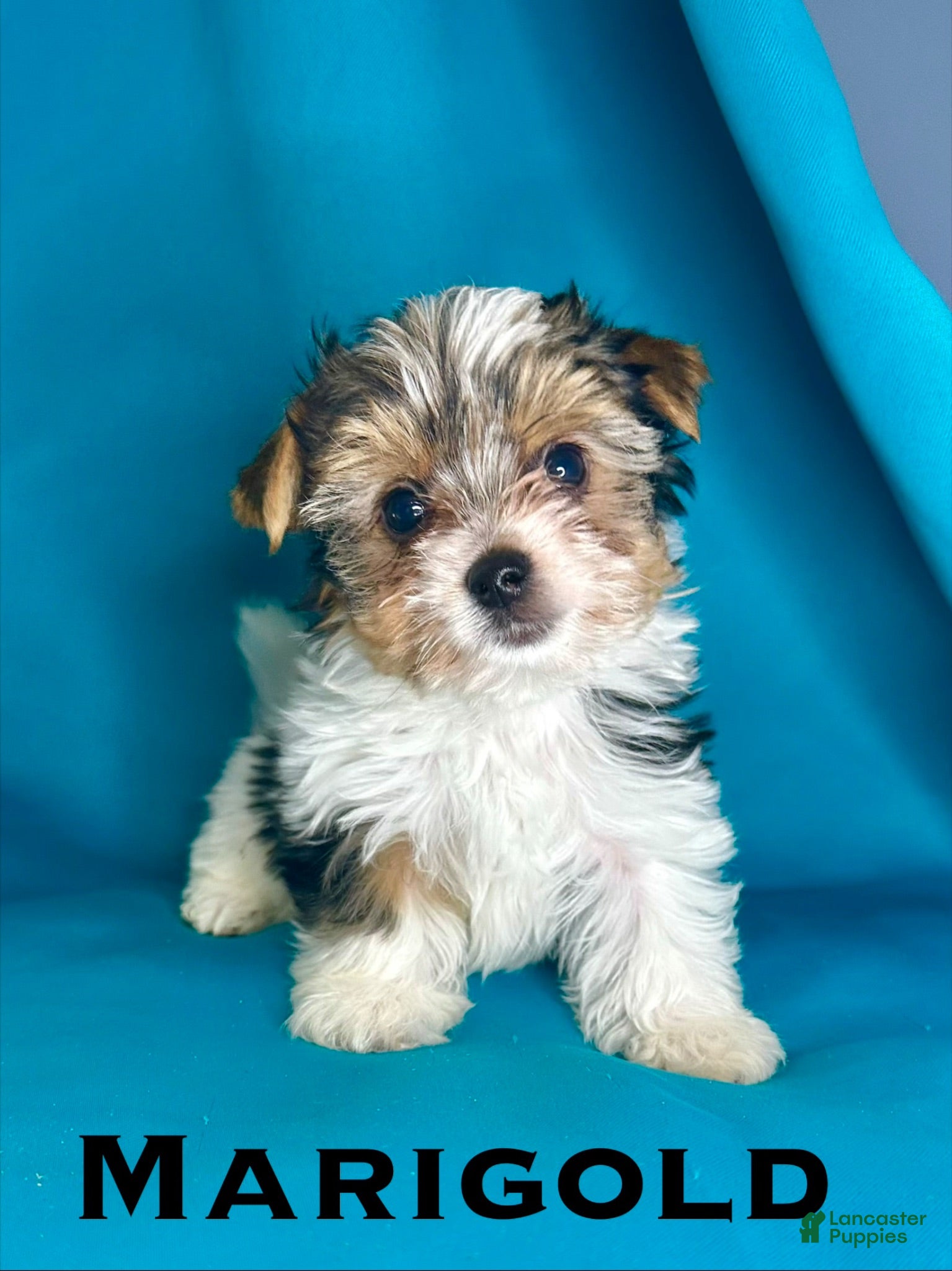 Biewer Terrier dogs Marigold - Ad 1