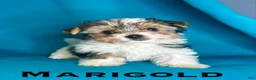 Biewer Terrier dogs for sale: Marigold - Ad 1