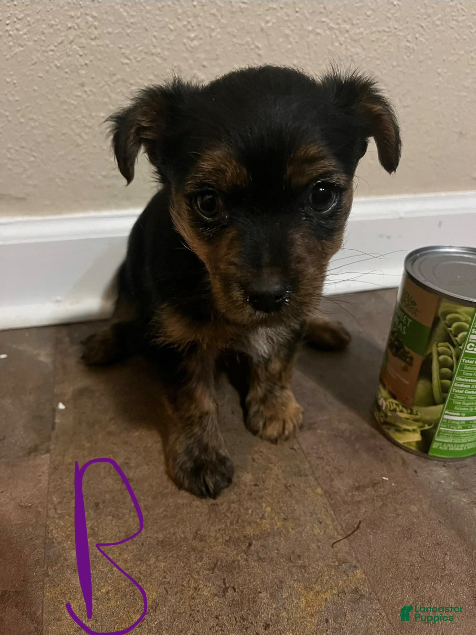 Dorkie dogs Tyler  - Ad 2