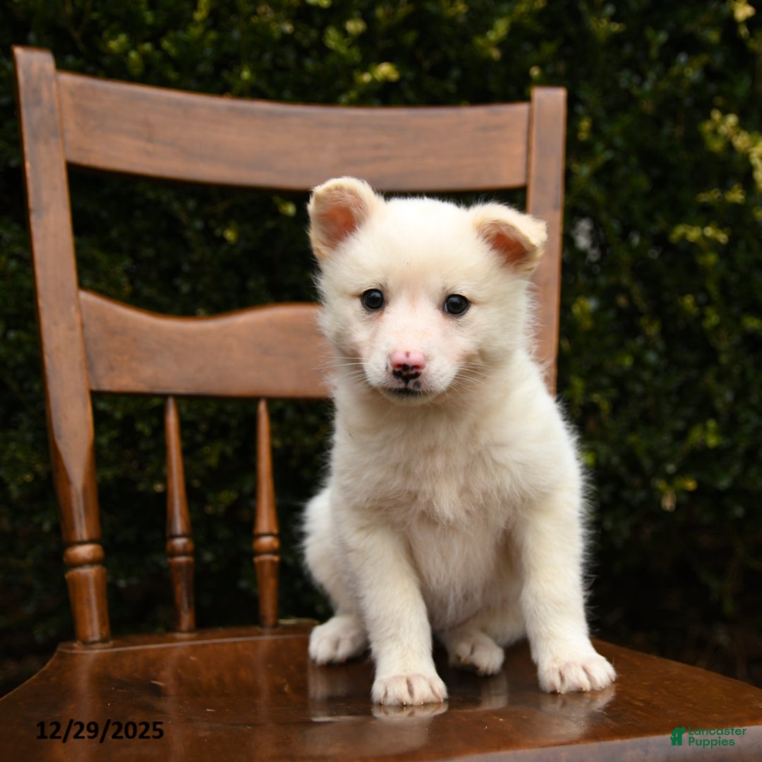 Mixed Breed dogs for sale: Ocean - Ad 3