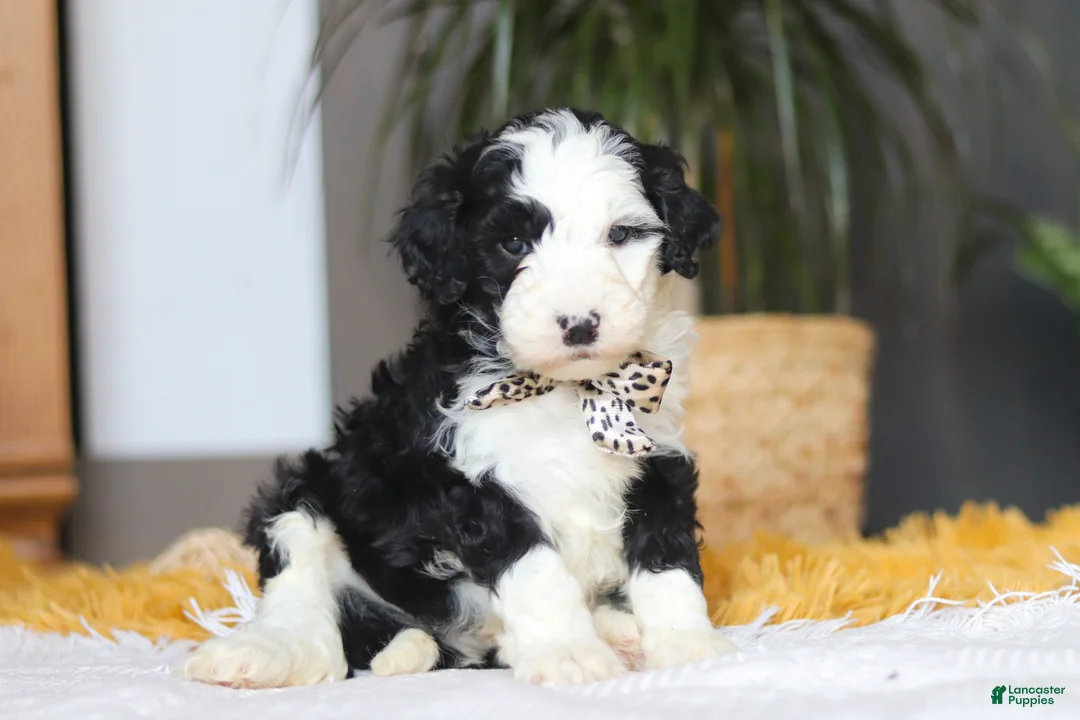 Sheepadoodle dogs for sale: Cotton Tail - Ad 4
