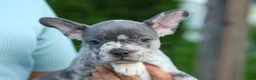 Frenchton dogs for sale: MINDY - Ad 21