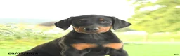 Doberman Pinscher dogs for sale: Zorro - Ad 5