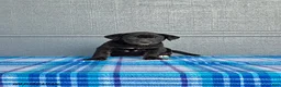 Labrador Retriever dogs for sale: Lily - Ad 3