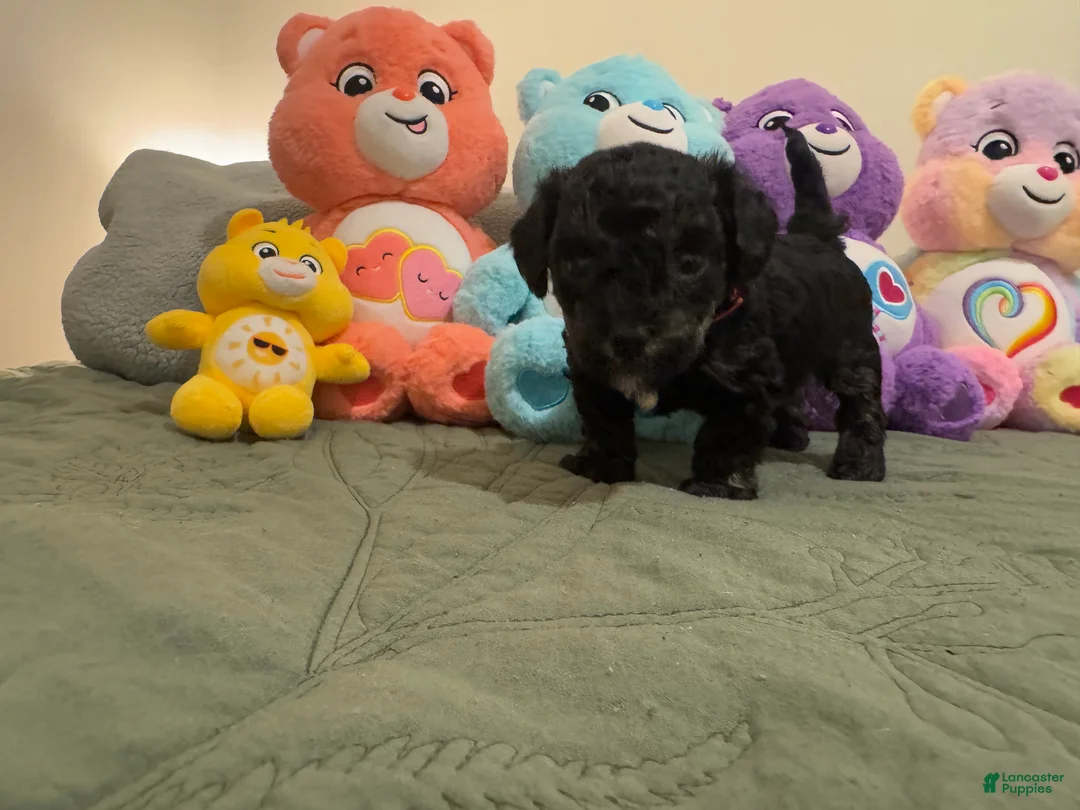 Toy Poodle dogs for sale: Beto - Ad 2