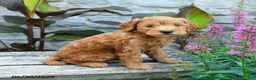 Mini Goldendoodle dogs for sale: George - Ad 3
