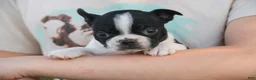 Boston Terrier dogs for sale: Cathy Boston Terrier  - Ad 9
