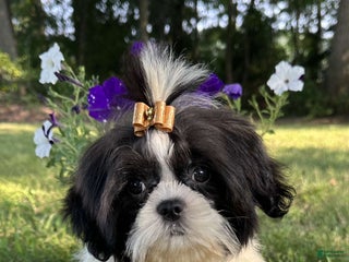 Shih Tzu dogs - Ad 23