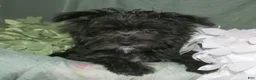 Morkie dogs for sale: Frank - Ad 3