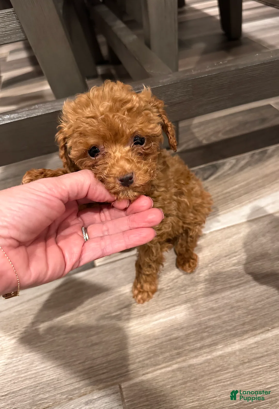 Toy Poodle dogs for sale: TEACUP Tailor- AKC GENETICALLY TESTED & POTTY TRAINED - Ad 2