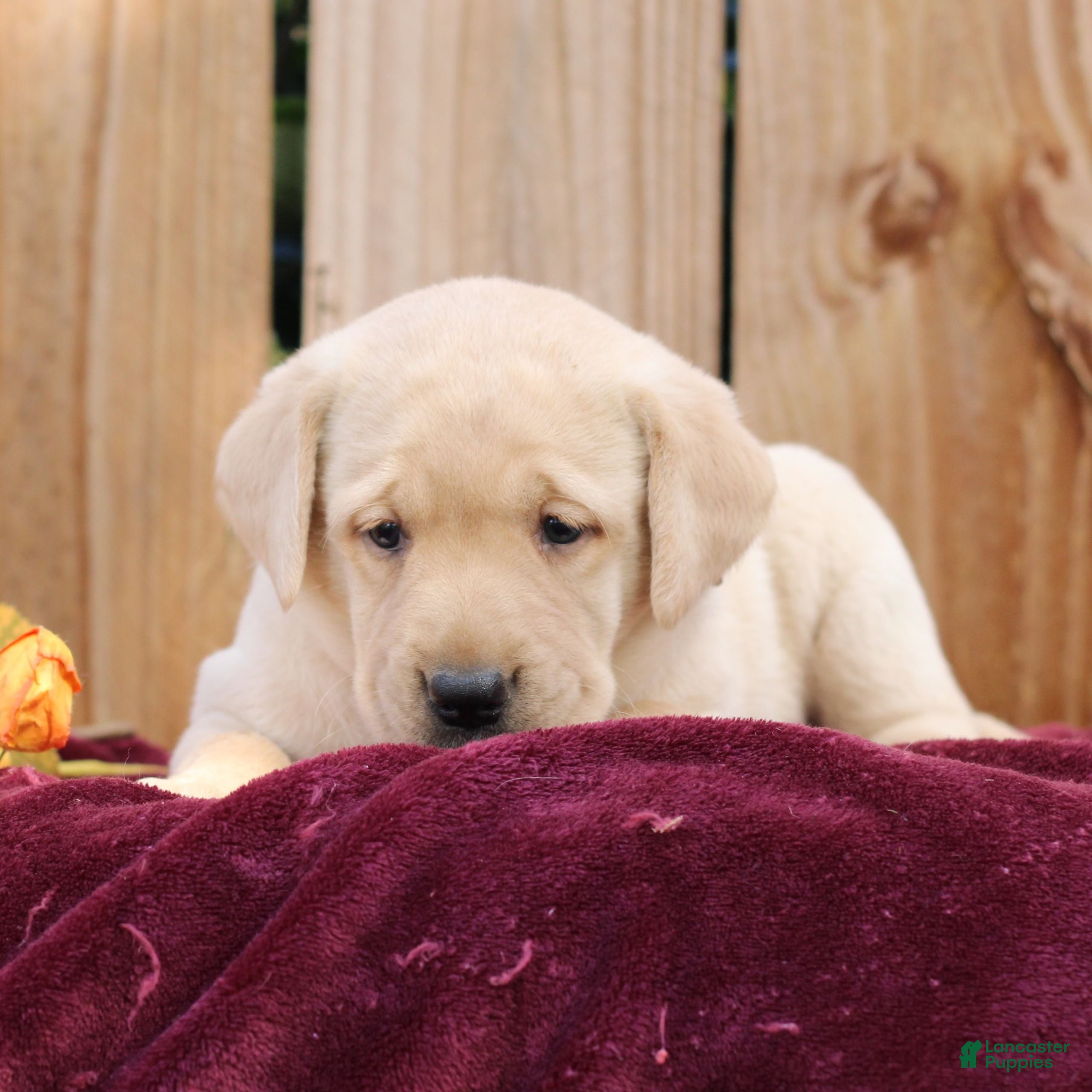 Labrador Retriever dogs Rylee  - Ad 2