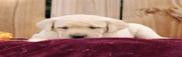 Labrador Retriever dogs for sale: Rylee  - Ad 2