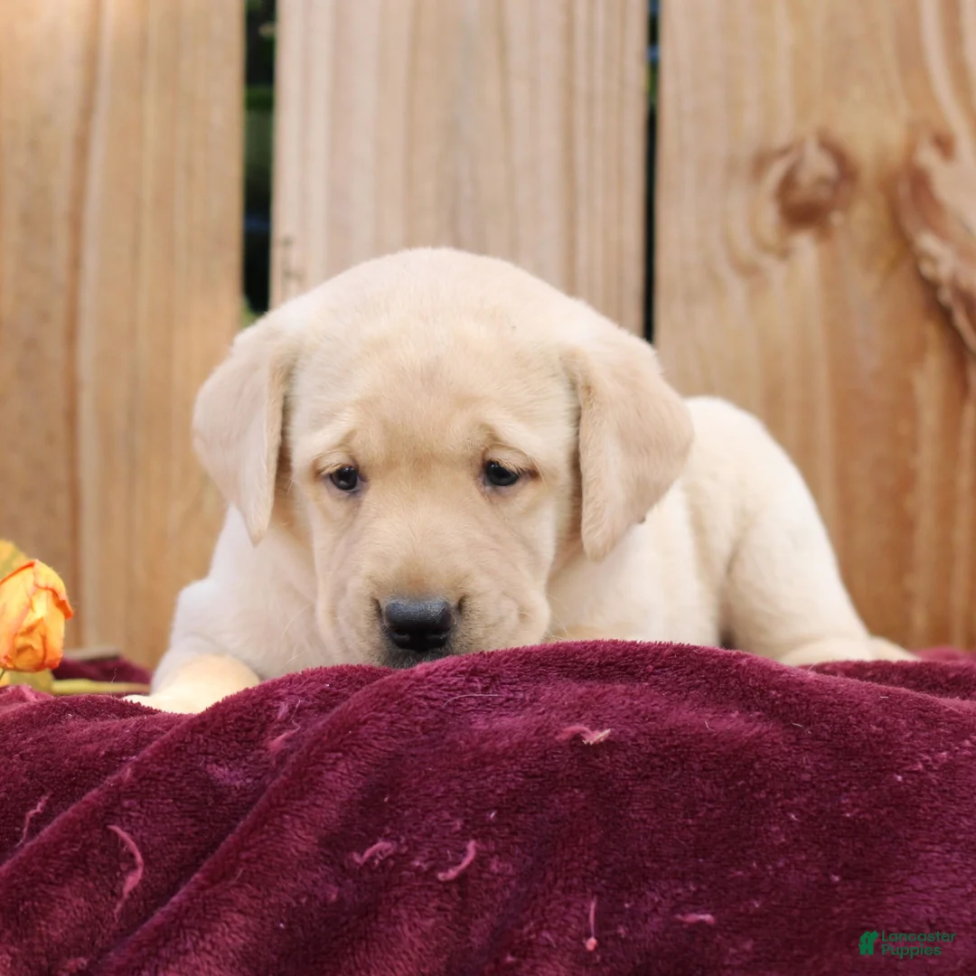 Labrador Retriever dogs for sale: Rylee  - Ad 2