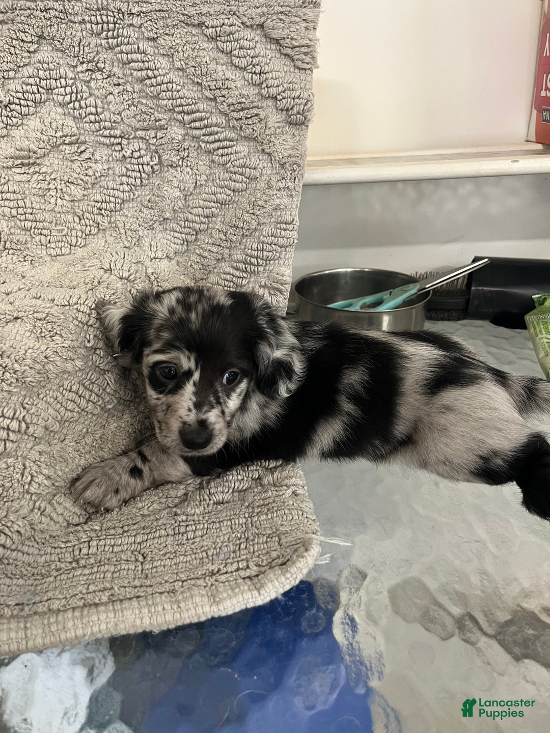 Miniature Dachshund dogs for sale: Juniper  - Ad 3