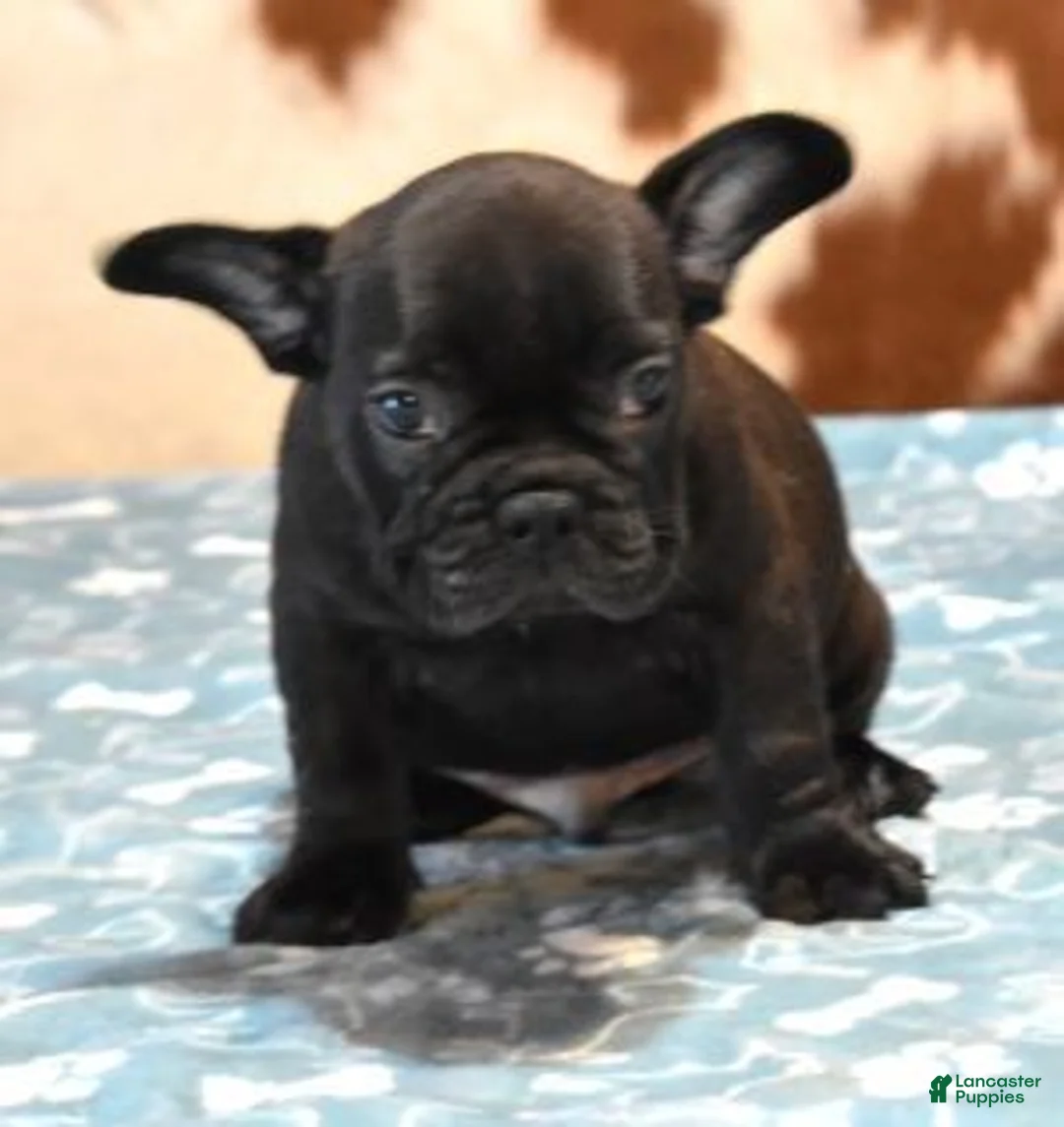 French Bulldog dogs for sale: CARTER  BRINDLE - Ad 1